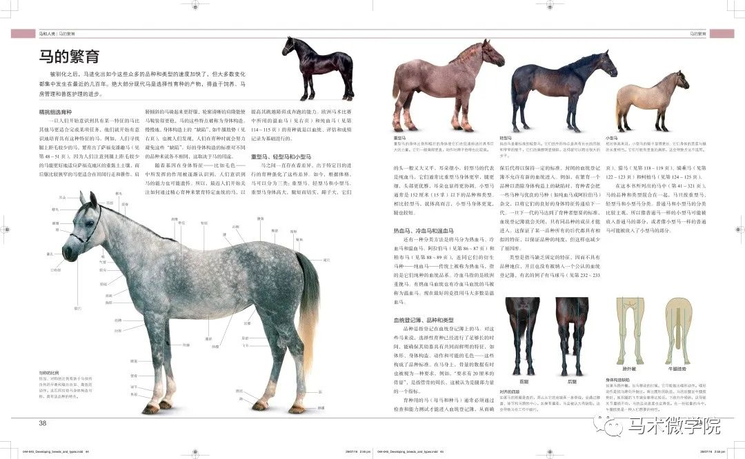 澳门今晚四不像特马资料