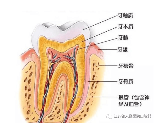 没有牙齿的动物有哪些名字