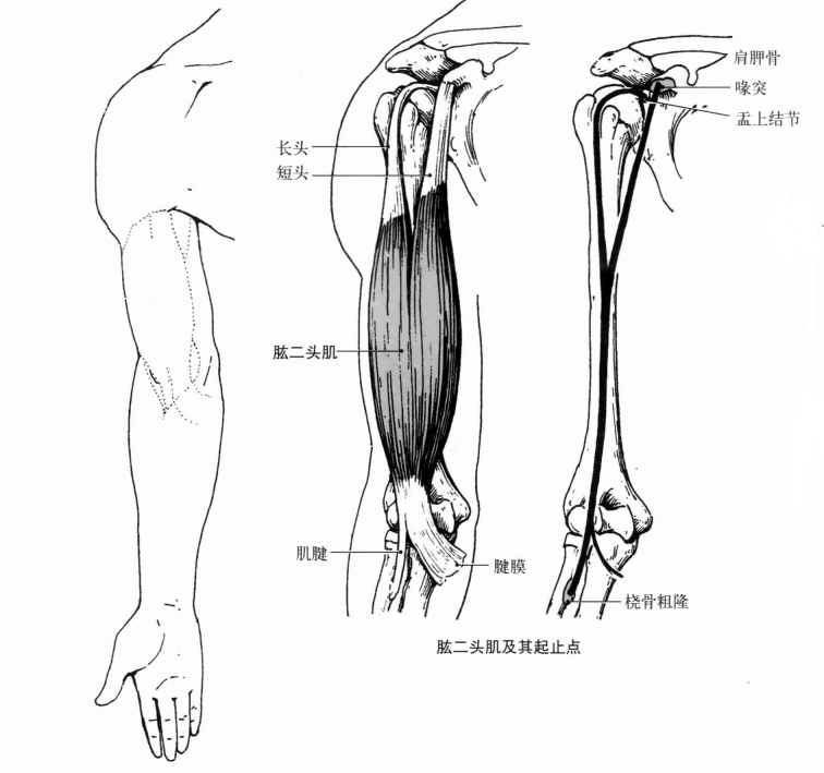 肱三头肌锻炼方法图解,肱三头肌锻炼方法与经典解答，图解及定义版画,效率资料解释定义_AP62.58.16