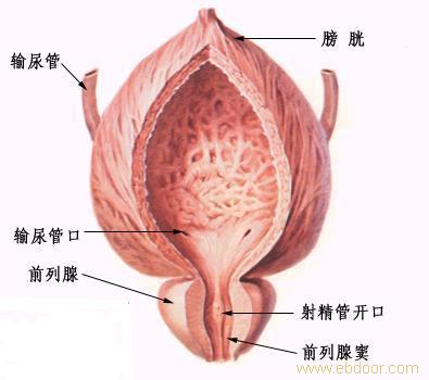 中医治疗前列腺肥大有效果吗,中医治疗前列腺肥大，策略灵活，效果卓越,综合评估解析说明_豪华款81.53.36