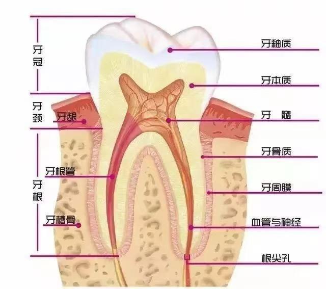 口腔种植科和口腔修复科区别