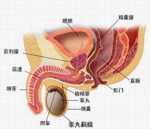 治疗前列腺炎大概需要花费多少钱