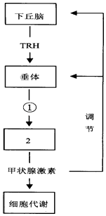 扶手带松紧调节图解